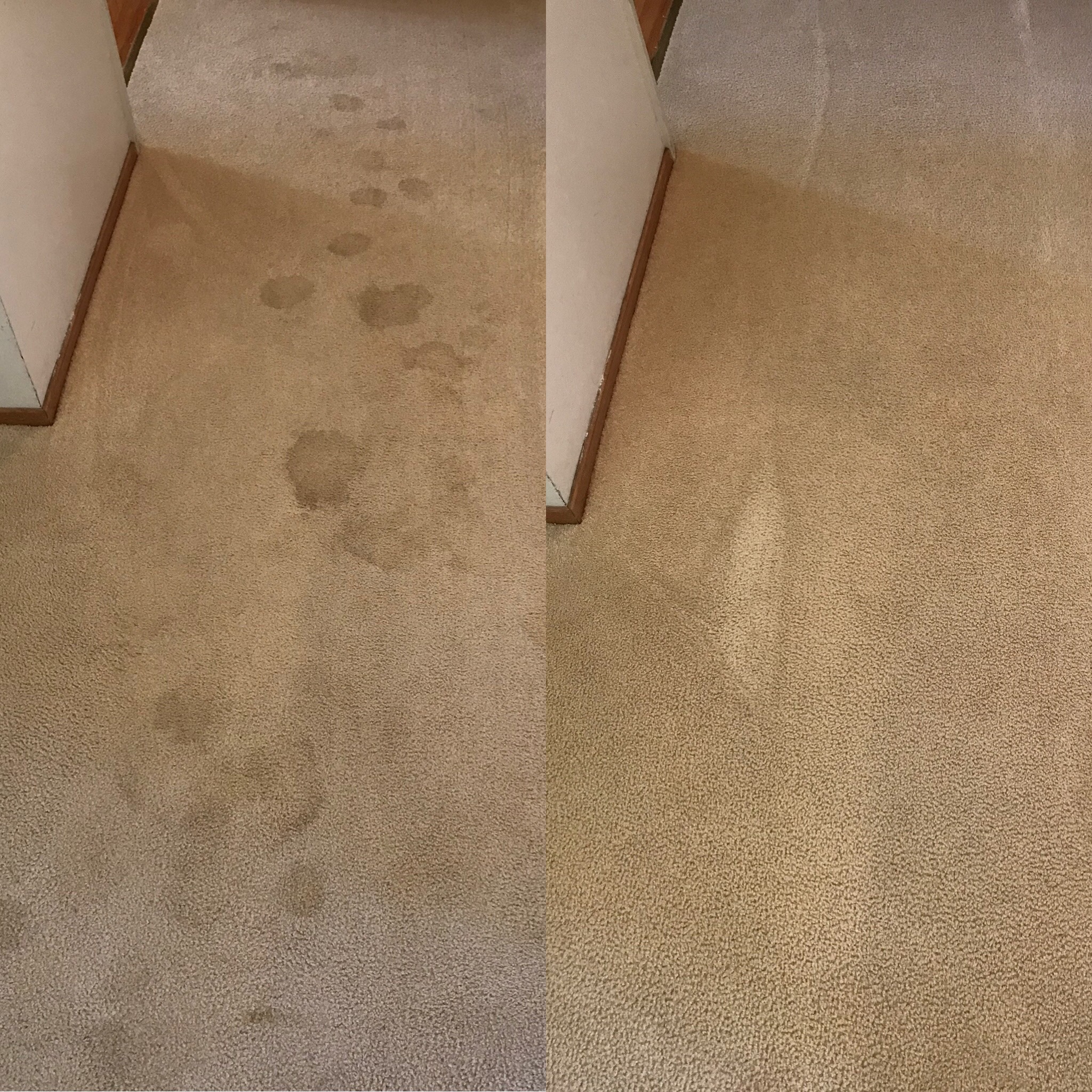 Before and After - Advanced Dry Carpet and Upholstery Cleaning, Petaluma CA